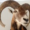 Very lifelike stuffed head of a mouflon.