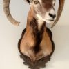 Very lifelike stuffed head of a mouflon.