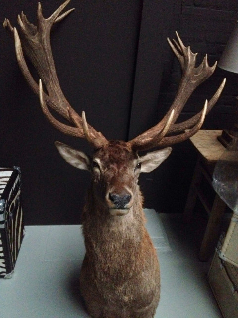 Unique stuffed head of enormous red stag.