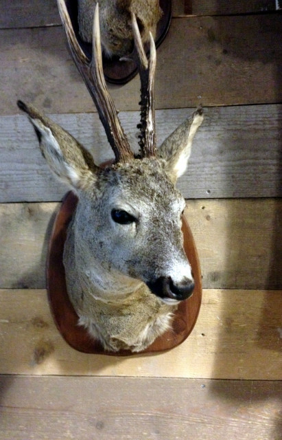 Trophy head of a big roe buck.