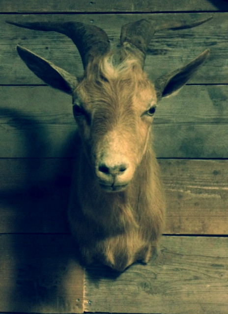 Nice stuffed head of a goat.