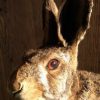Freshly stuffed hare.