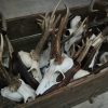 Large collection of big antlers of roe bock.