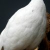 Unieke opgezette witte fazant.