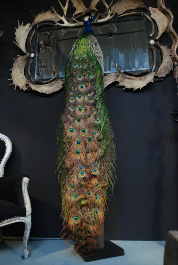 Impressive stuffed peacock.