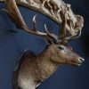 Large stuffed head of a fallow deer. Beautiful older head with a very capital pair of antlers.