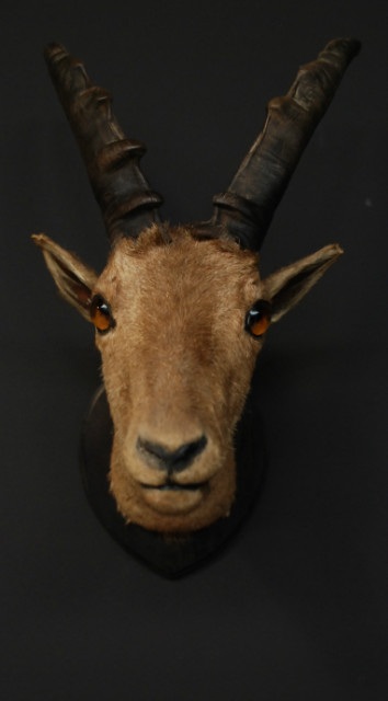 Unique old Victorian stuffed head of an ibex.