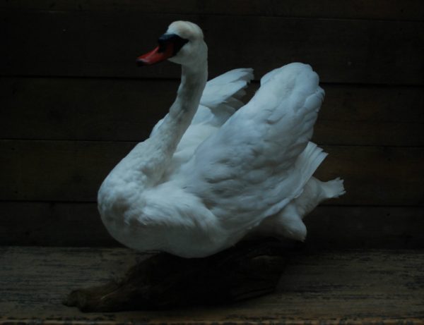Stylish stuffed swan