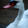 Stylish stuffed swan