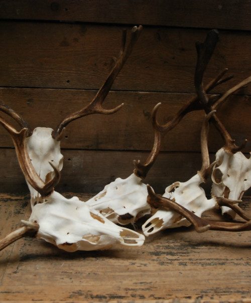 Nice antlers of fallow deer