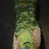 Unique stuffed peacock