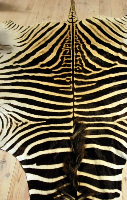 A grade zebra skins. Very large and beautiful soft tanned skin.