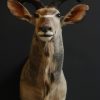 Imposante opgezette kop van een kudu.