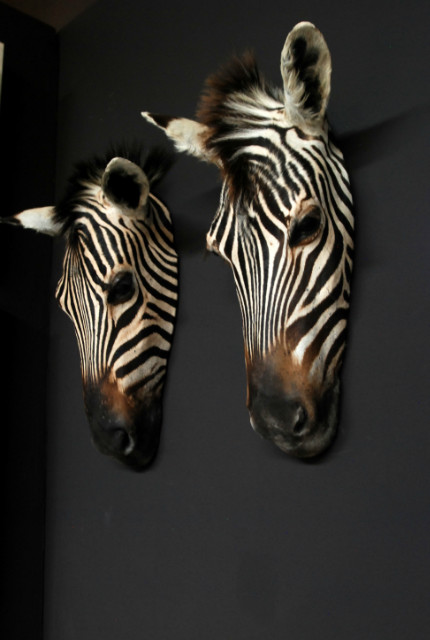 Beautiful recently stuffed heads zebras.