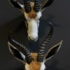 Beautiful newly established heads of springbok