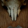 Zeer unieke schedel van een steenbok.