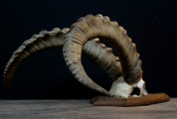 Very unique skull of an ibex.