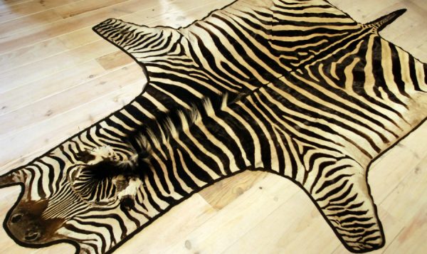 Very nice skin of a zebra.