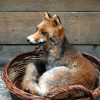 Stuffed lying fox