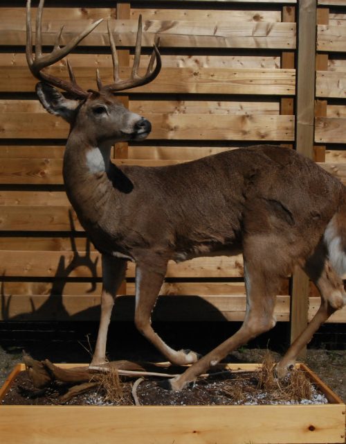 Beautifully full mount whitetail deer