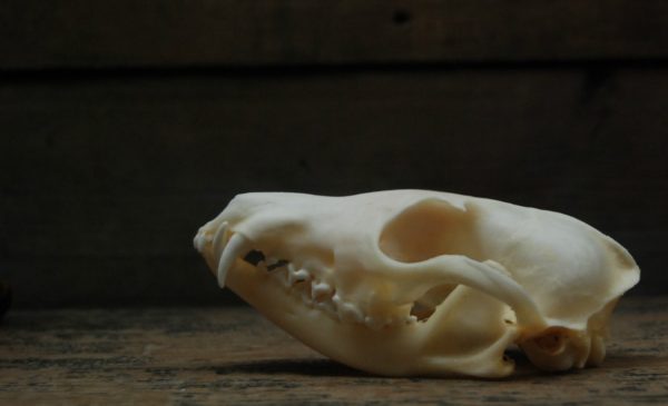 Mooie gebleekte schedels van vossen