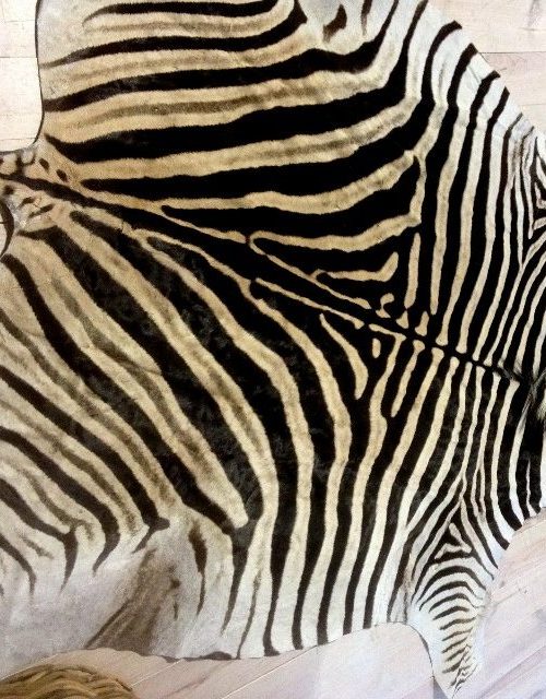 New newly tanned zebra skin