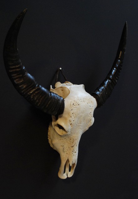Exclusive carved skull of a water buffalo