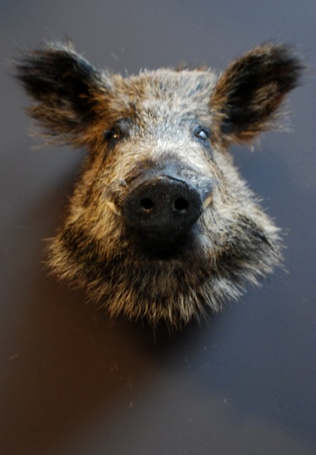 Cute stuffed boar head.