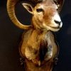 Beautiful stuffed head of a mouflon