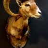 Beautiful stuffed head of a mouflon