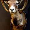 Beautiful stuffed head of a mouflon