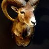 Beautiful stuffed head of a mouflon