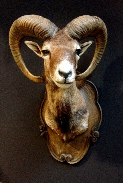Beautiful stuffed head of a mouflon