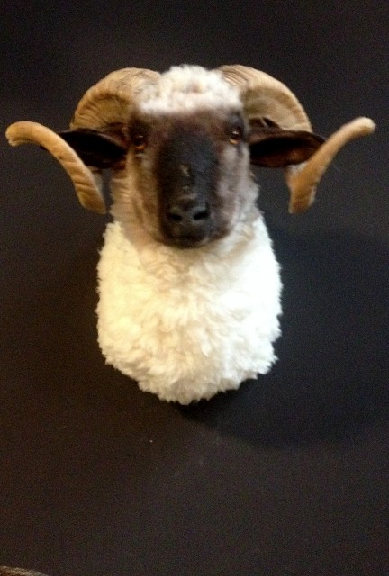 Recent stuffed head of a sheep ram