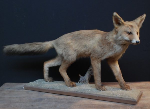Mounted young fox