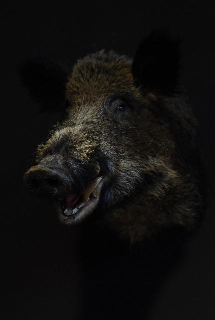 Stuffed head of a large wild boar