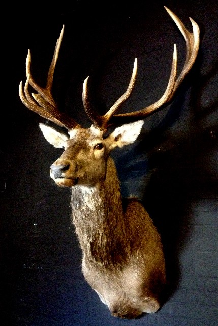 Stuffed head of an extremely big red stag