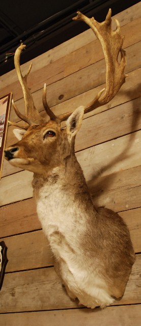 Beautiful stuffed head of a fallow deer.