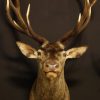 Beautiful stuffed head of a red stag.
