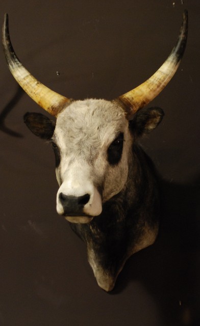 Beautiful stuffed head of a Hungarian steppe bull.