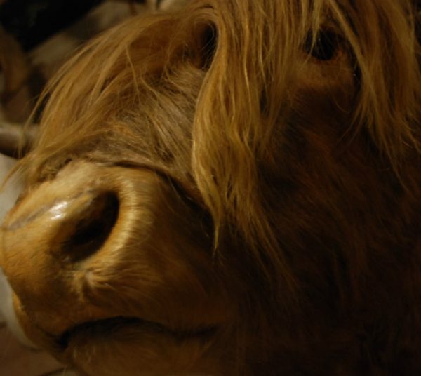 Stuffed head of a Scotish highland cow.