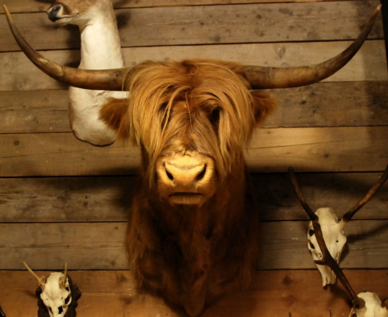 Stuffed head of a Scotish highland cow.