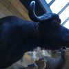 Grote opgezette kop van een Kaapse buffel.