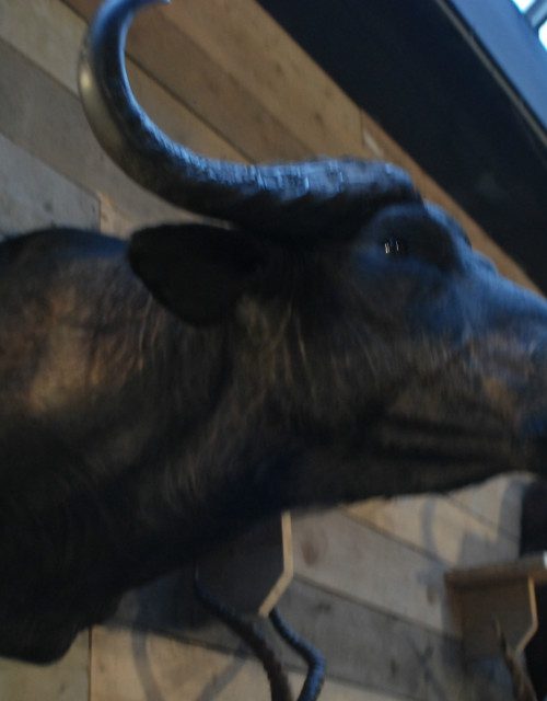 Trophy head of a Cape buffalo