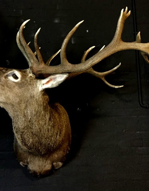 Excelent trophy head of a big red stag.