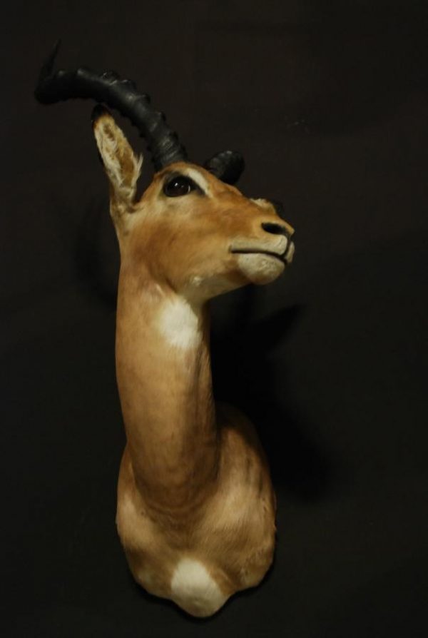 Fine trophy head of an impala.
