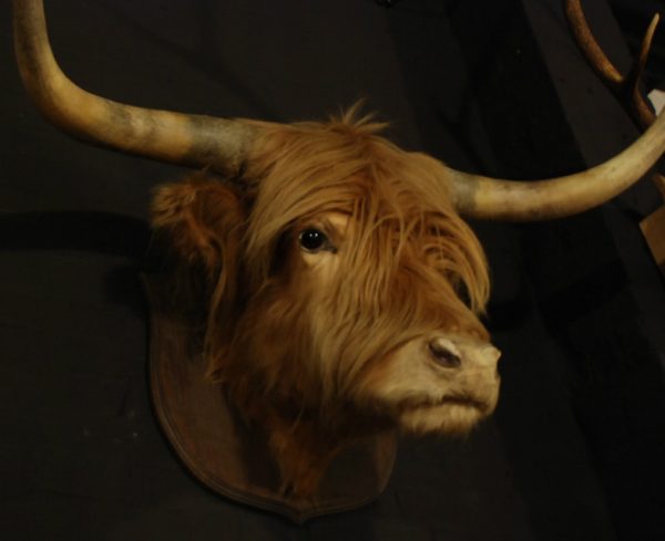 Stuffed head of a Scotish highland bull