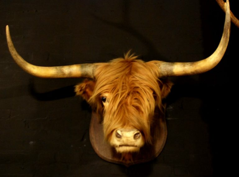 Stuffed head of a Scotish highland bull