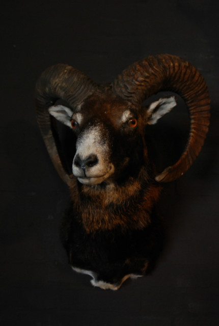 Mouflon hunting trophy