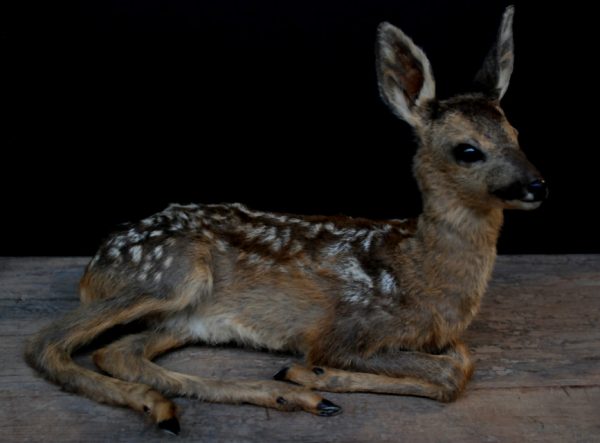Young roe deer